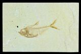 Fossil Fish (Diplomystus) - Green River Formation #122870-1